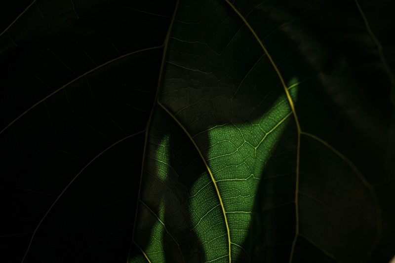money, fractal, vulnerability, day, leaf, close-up, nickel, fragility, silhouette, leaf vein, photo, crystal, focus, tick, backgrounds, radiator, purple
