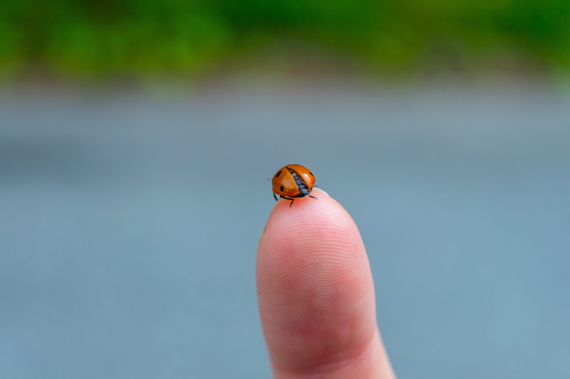 focus on foreground, leisure activities, thumbs up, insect, beli iskar, day, 4K, ground, lady bug, pattern, animals in the wild, person, human hand, outdoors