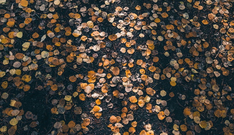 stack, grain, road, sweets, deforestation, nature, forest, money, fuel and power generation, cork, pattern, tree, firewood, lumber industry, full frame