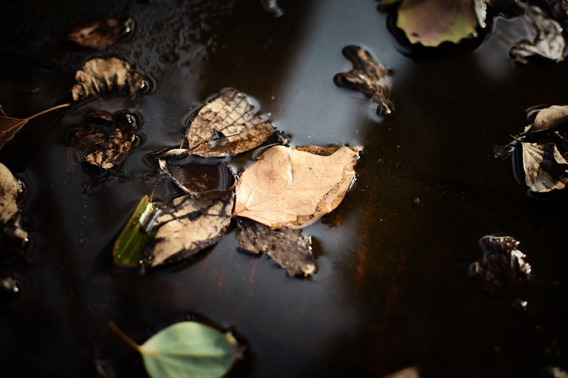 day, falling, leaves, stew, reptile, cricket insect, high angle view, dry, nature, plant, food, floating on water, snail, supper, change, invertebrate