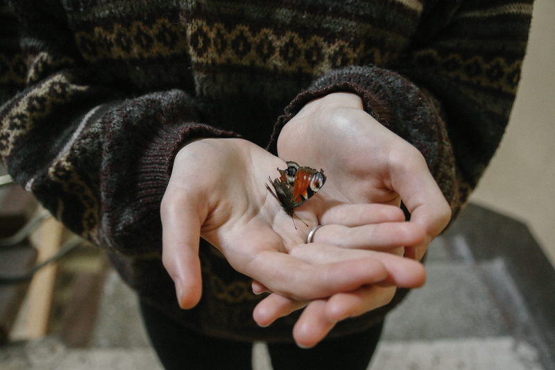 turtle, money, person, brown, nickel, invertebrate, human, animal, 5K, hand, honey bee, coin, black, human finger, animals in the wild, small, human body part