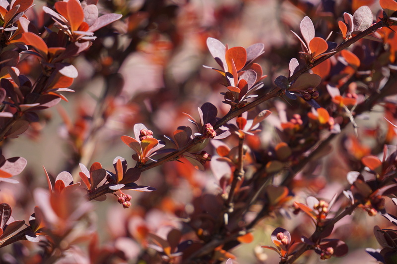 flower, close-up, plant, vinegar berry, focus on foreground, leaf, beauty in nature, bush, freshness, orange color, thorns, plant part, no people, autumn