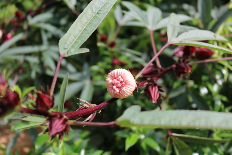 day, pink color, plant part, close-up, growth, petal, leaf, vulnerability, focus on foreground, outdoors, fragility, Vinegar, no people, nature, pollen