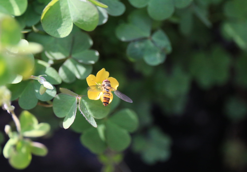invertebrate, growth, plant part, day, freshness, pollination, close-up, collecting nectar, animal, no people, green color, focus on foreground, burts bees