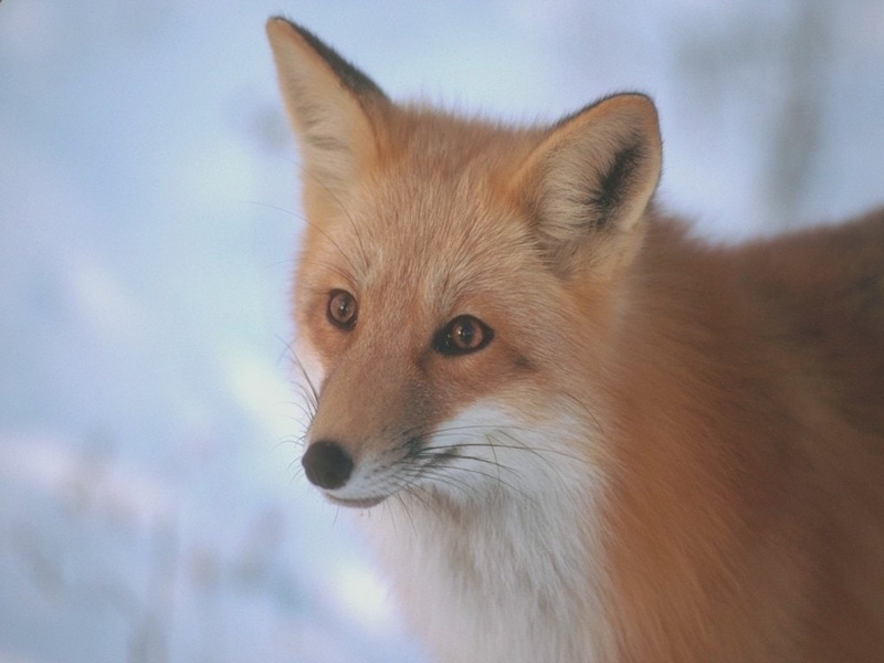 Fox, 480P, art, raposa, hd, dogs, animals