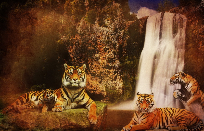 no people, big cat, near, day, 1080P, mammal, waterfall, animals in the wild, background, predators, tree, cats, animal themes, cat, illustratoin, rocks