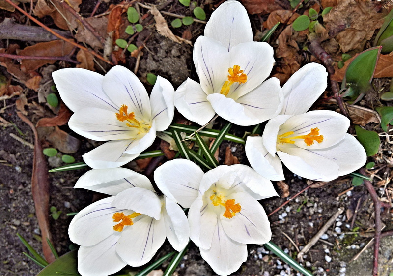 outdoors, purity, no people, nature, springtime, white flowers, growth, white, high angle view, pollen, 2K, white color, fragility, illustratoin, early bloomer