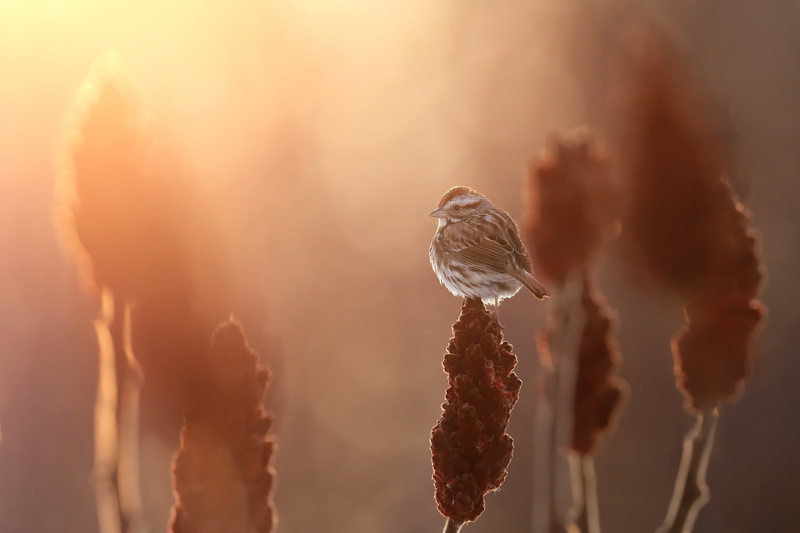 Song sparrow, 2K, Melospiza melodia