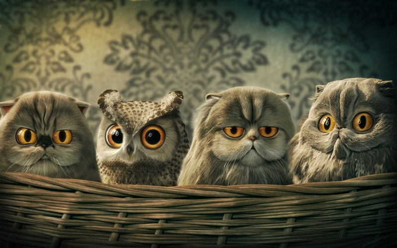 art, room, 720P, owls, hd, lomo, x, animals, cats