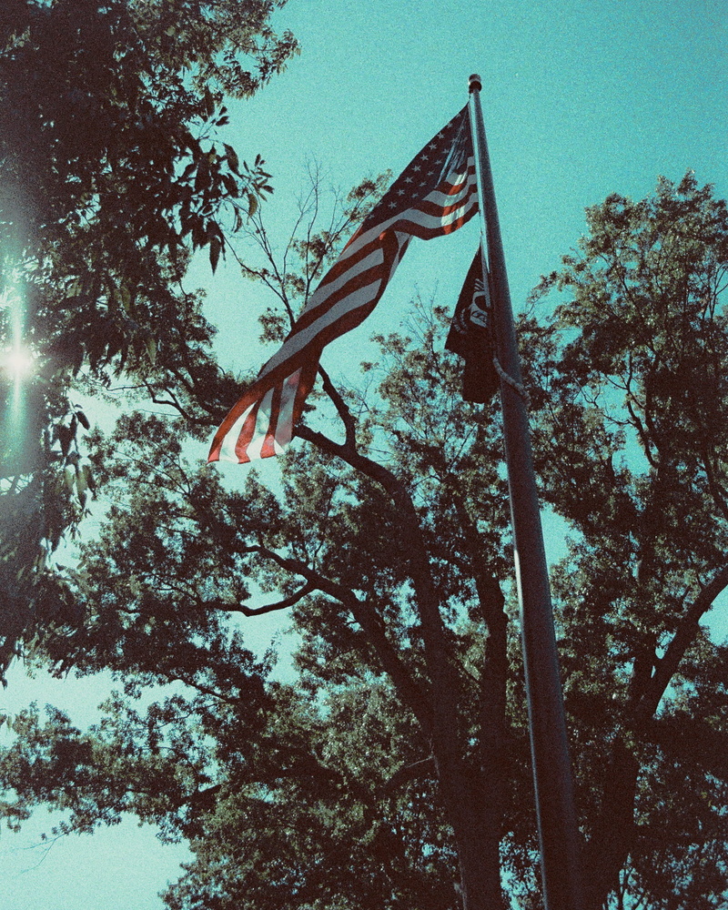 no people, nature, america, plant, sky, tree, patriotism, flag, animal themes, 1080P, lomo, dc, wind, flying, animal, day, usa, skies, low angle view