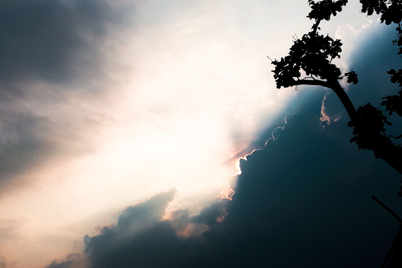 4K, plant, low angle view, outdoors, scenics - nature, beauty in nature, sun, tranquil scene, sunbeam, back lit, sunrise, reflection, tranquility, clouds