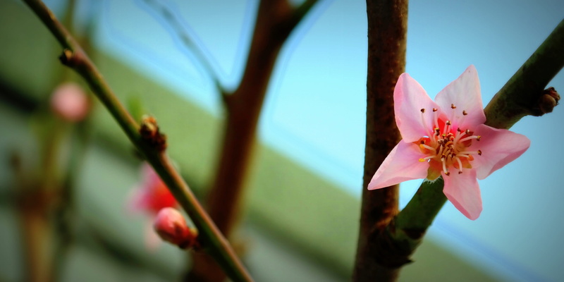 pink color, lomo, bud, plant, close-up, Bloom, flower, branches, flowering plant, plant part, close, inflorescence, tree, day, branch, springtime, Blossom