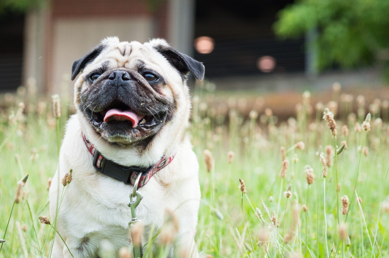summer, grass, domestic animals, dog, 5K, happy, bright, purebred dog, animal themes, nature, panting, pets, athens, pug, domestic, field, no people, animal