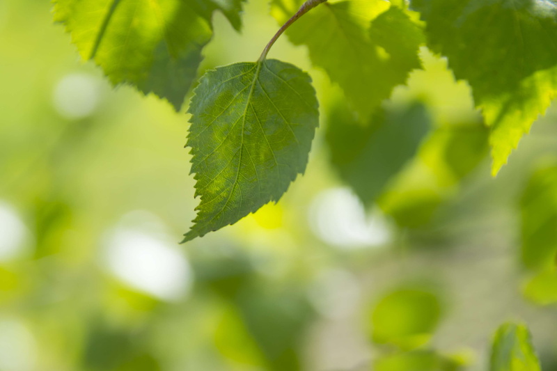 depth of field, no people, beautiful, focus on foreground, leaf, plant, natural, plant part, close-up, spring, outdoors, lush, bokeh, freshness, plants
