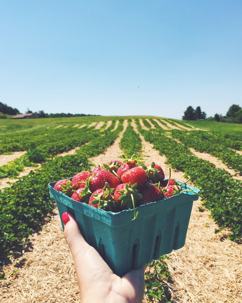 real people, farm, grass, finger, human body part, farming, land, landscape, growth, day, healthy eating, strawberry, 2K, happy, summer, food and drink