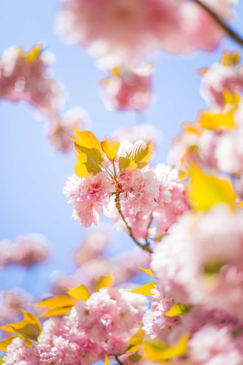 garden, botany, springtime, bloom, selective focus, growth, outdoors, plant, flowering plant, depth of field, japan, flower, blur, inflorescence, bright