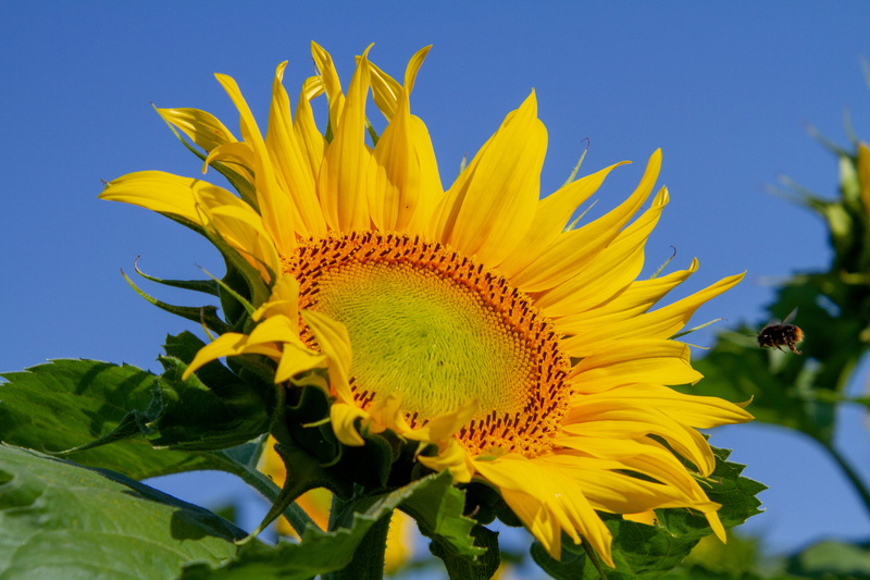 flower head, field, vulnerability, photo, yellow flower, petals, sepal, springtime, blue sky, plant part, yellow, flowering plant, inflorescence, insect