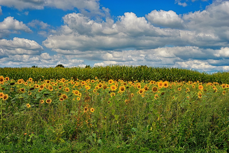 landscape, land, yellow, springtime, flower head, growth, flowering plant, agriculture, flowerbed, bright, flower, field, rural scene, scenics - nature