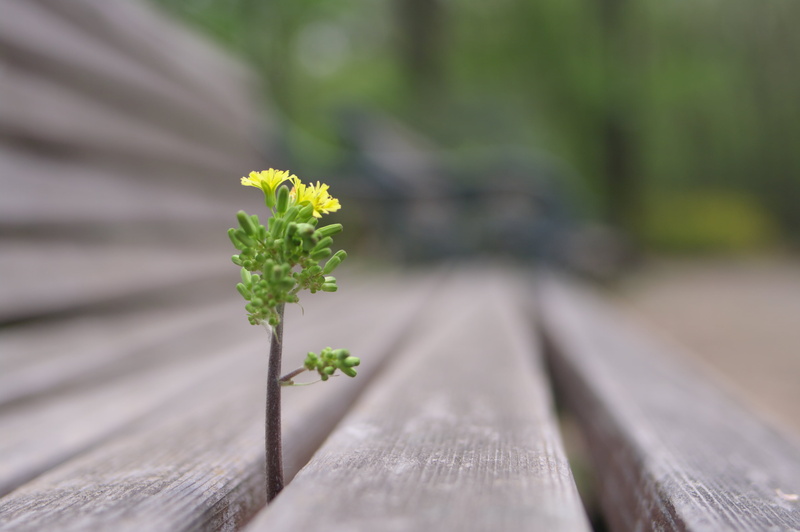 FA, green, nature, wood - Material, green leaves, SilkyPix, K-Mount, Hello, green Color, Bokeh, 花, 日本, PENTAX, 8AL, ハナ, leaves, K20D, flowers, 4K, gap