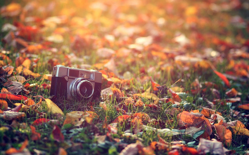 photographic equipment, autumn, old, camera, photography themes, plant, technology, retro styled, camera - photographic equipment, change, black, leaf