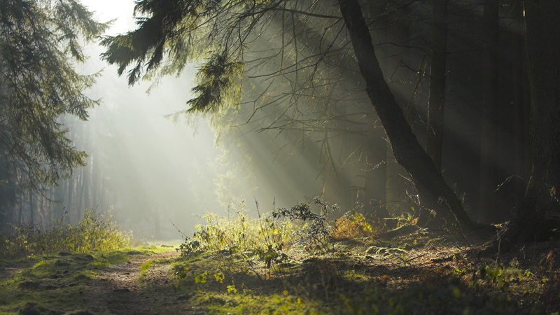 outdoor, tree, travel, sunny, streaming, tranquility, hazy, beauty in nature, tranquil scene, sunset, outdoors, sun, nature, summer, tree trunk, environment
