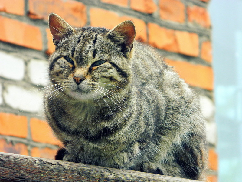 domestic animals, animal, brick, focus on foreground, cat, brick wall, one animal, animal head, feline, relaxation, wall, animal themes, tabby, vertebrate