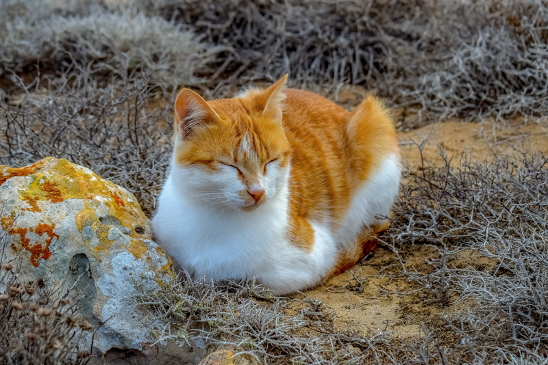 vertebrate, sitting, staring, 5K, cute, focus on foreground, stray, animal, mammal, nature, domestic animals, kitten, feline, day, ginger cat, face, portrait
