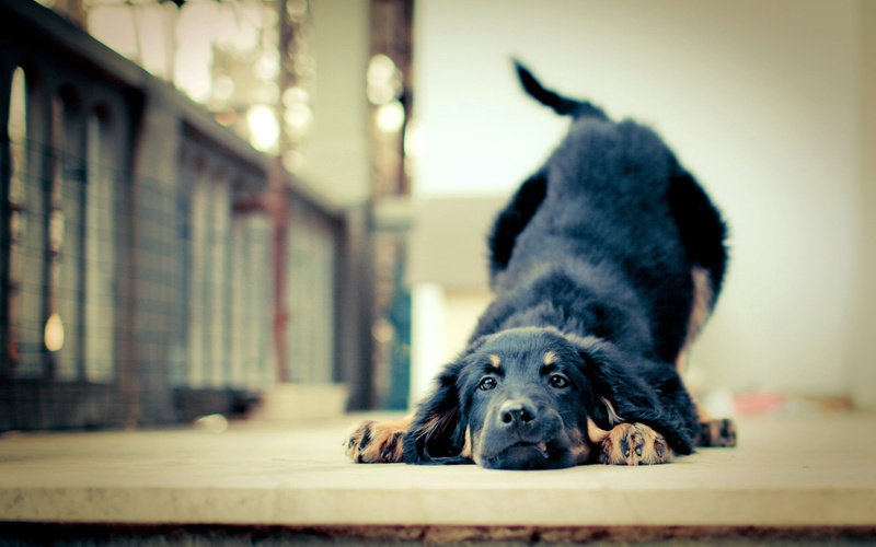 portrait, puppy, canine, pets, one Animal, looking, lying down, no People, close-up, animal themes, focus on foreground, short, day, relaxation, loyal