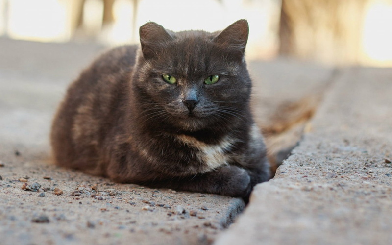 cute, small, outdoors, portrait, gray, 720P, relaxation, animal Eye, sitting, domestic Animals, whisker, paw, one Animal, kitten, mammal, homeless, domestic