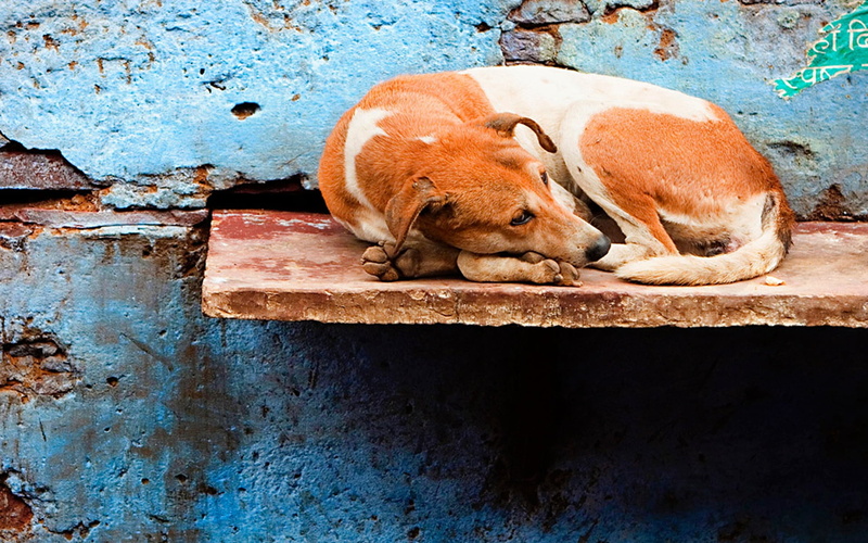 outdoors, lying down, 1080P, backgrounds, dog, white, homelessness, nature, puppy, domestic, no people, sleeping, animal, red, wall, mammal, domestic Animals