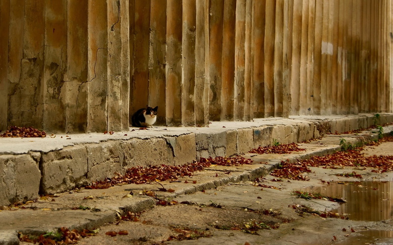 outdoors, street, architecture, animal wildlife, homeless, white, perching, 2K, one animal, animals in the wild, black, rural Scene, wall - Building Feature
