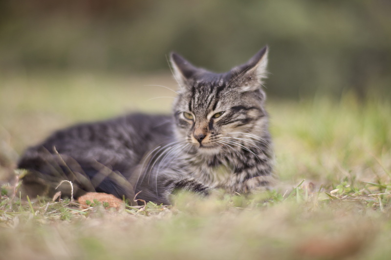close, animal portrait, relaxation, mammal, street, expectant, little, animal, maine coon cat, green, photography, field, sweet, domestic animals, tabby