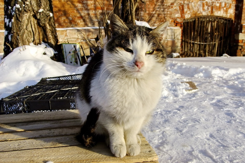 haired, cold - Temperature, pets, furry, fur, animals And Pets, mammal, street, whisker, white, sitting, domestic, no People, bench, outdoors, one Animal