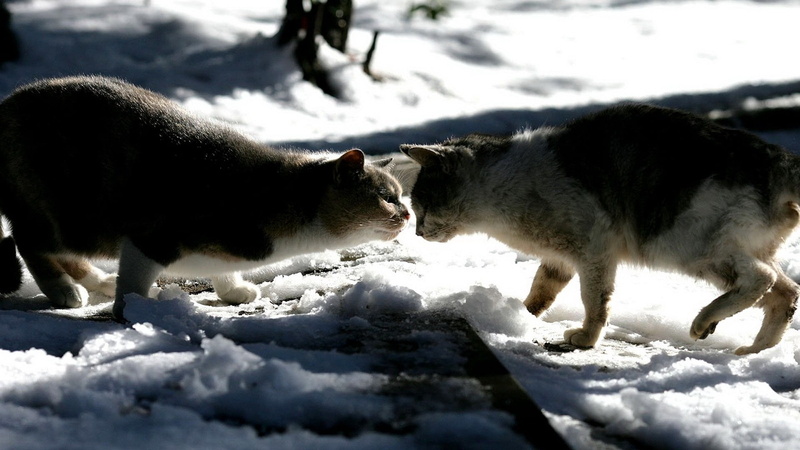 shadow, field, two, short, pets, walking, cold temperature, livestock, dog, cats, fur, white color, domestic, group of animals, land, snow, 1080P, herbivorous