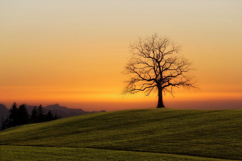 evening, countryside, growth, scenic, sunset, grass, orange color, no people, tranquility, tree, fall, environment, mist, idyllic, outdoors, land, field