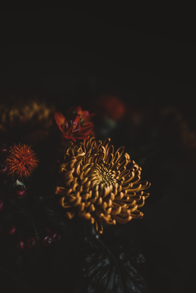 light, yellow, floral, dahlium, fall, autumn, marine, flower arrangement, selective focus, beauty in nature, close-up, dark, outdoors, night, sea life