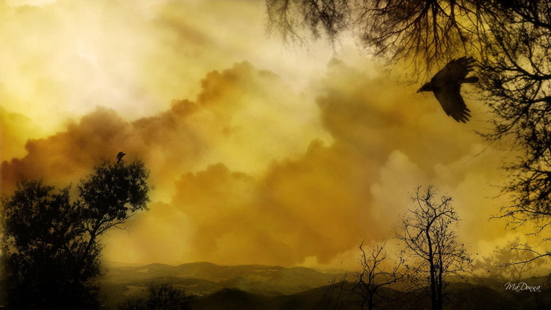 light, evening, trees, fall, crow, ravens, winter, clouds, 1080P, beams, gold, amber, autumn, mountains