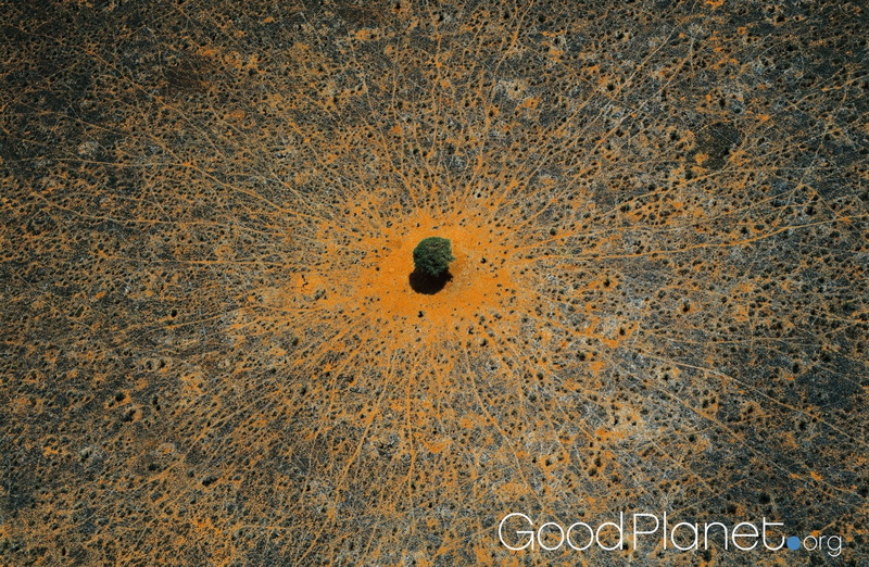 park, hole, tree, tsavo national park east, land, home movie, Charity, no people, Kenya, east, pattern, yellow, tsavo, high angle view, day