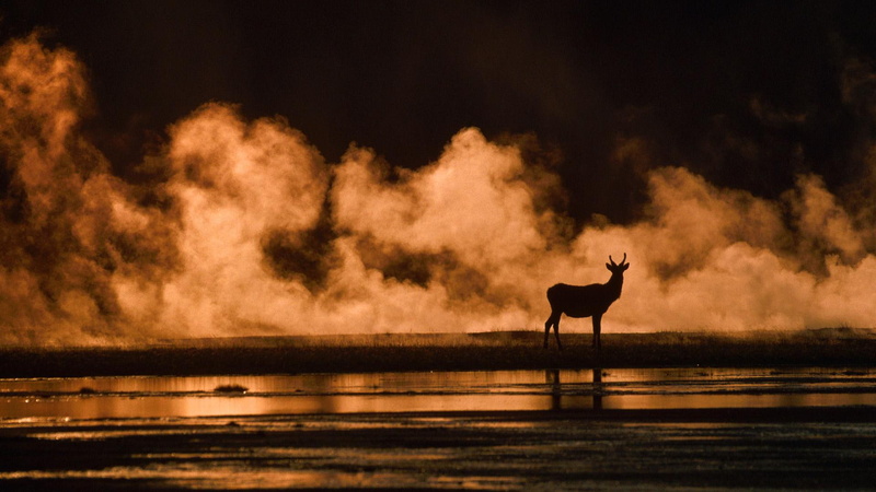 yellowstone national park, lower, lower geyser basin, national, park, basin, 1080P, yellowstone, animals, wyoming, geyser, wapiti