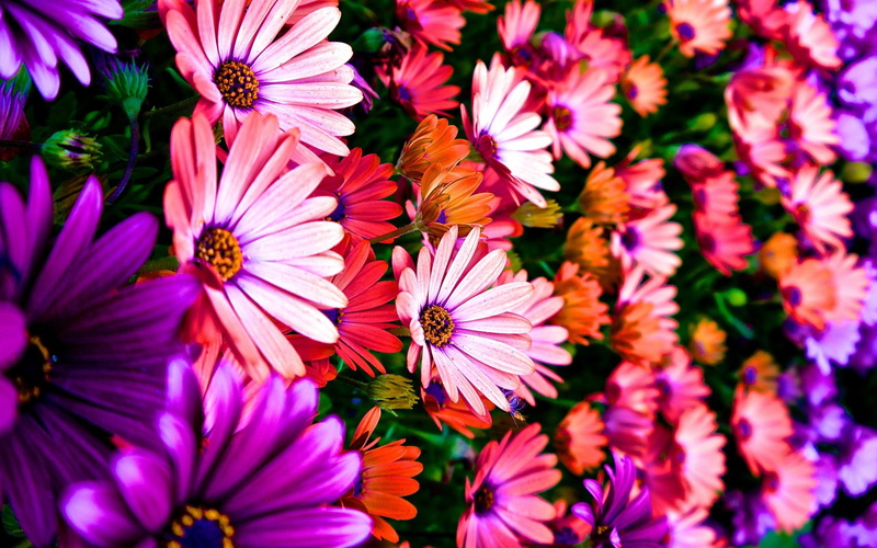 beauty in nature, purple, flower head, outdoors, flowering plant, flower, close-up, plants, day, pollen, growth, photo, full frame, freshness