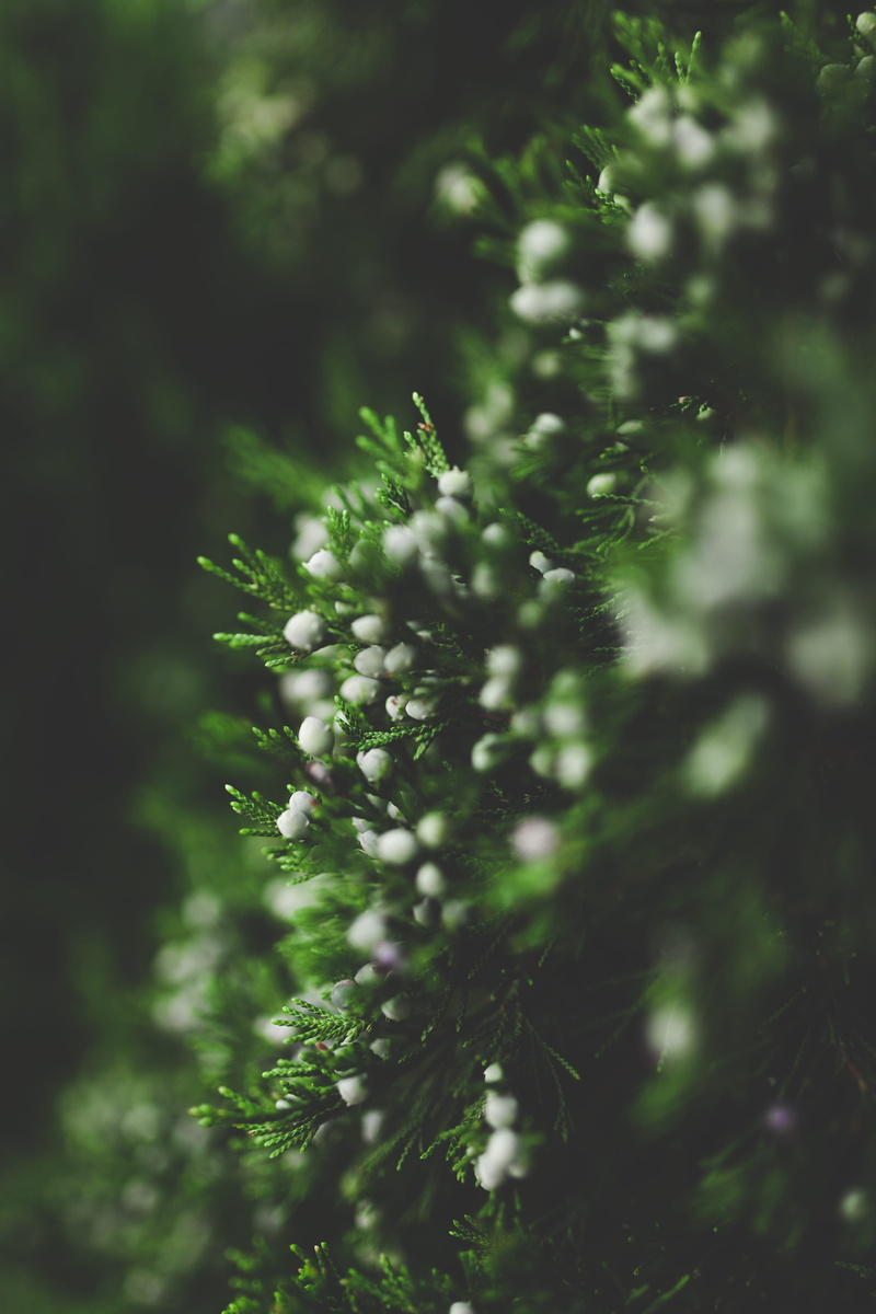 relaxation, beauty in nature, flowers, nature, close-up, day, freshness, fragility, vibrance, tranquility, growth, tree, defocused, scented, selective focus