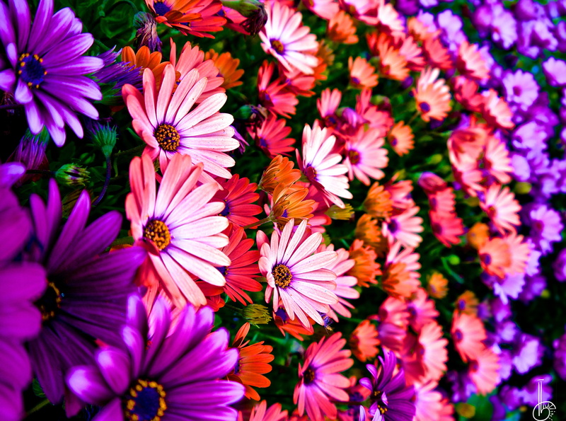 plant, flower head, color, petal, no people, flowering plant, Flowers, pink color, Aero, Daisy, nature, osteospermum, backgrounds, vibrance, close-up, Colorful