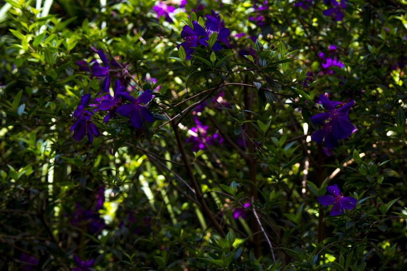 eos700d, day, trees, green color, flowers, growth, lake, flower head, inflorescence, fragility, forest, vibrance, purple, violet, canon, close-up, plant