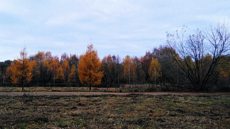 fall, forest, bleak, plant, beauty in nature, brown, environment, 1080P, no people, painting, nature, non-urban scene, tranquility, landscape, outdoors