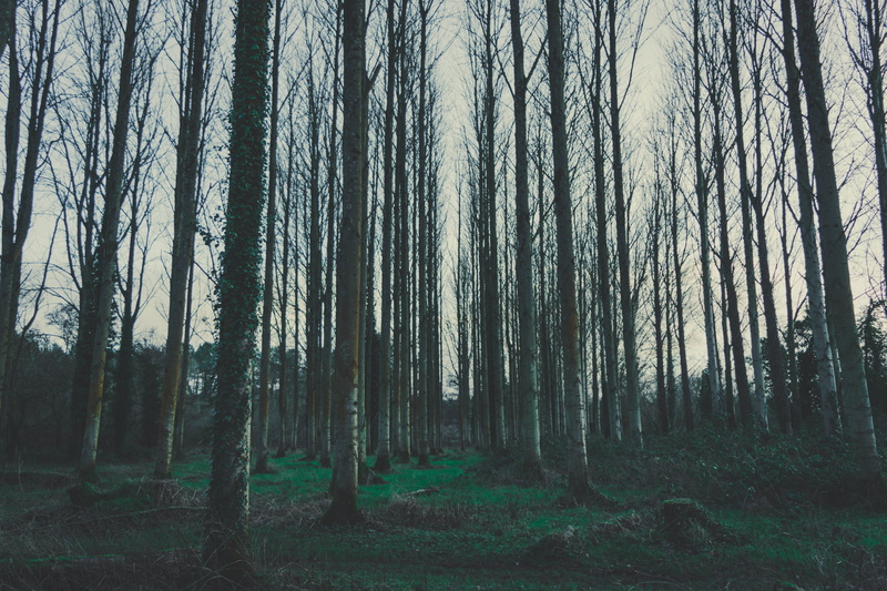 no people, landscape, winter, day, abundance, autumn, scenics - nature, trees, january, plant, wood, black, outdoors, land, growth, non-urban scene
