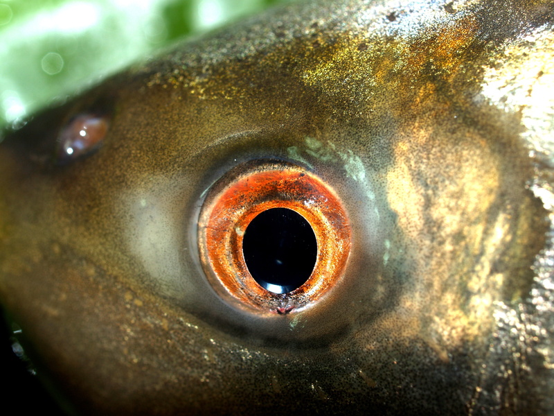 fresh, cultratus, freshwater, river, metal, pelecus, ingredient, water, no people, silver, eyeball, white, sensory perception, nature, bullhead, cypriniformes