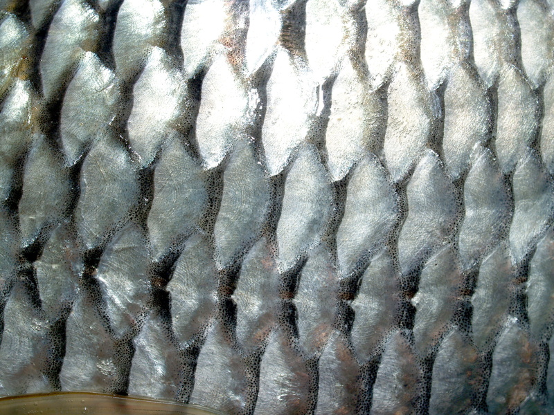 perch, food, pattern, animal themes, bream, bullhead, River, 2K, studio, rudd, animal, object, large group of objects, zander, fishing, antenna, backgrounds