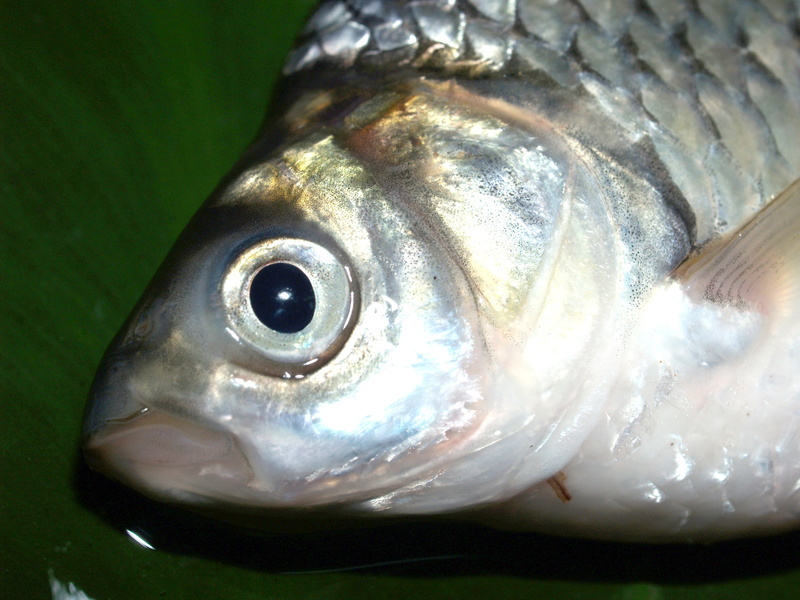 marine, cooking, animal themes, object, indoors, no people, carp, vertebrate, ingredient, antenna, river, water, roach, perch, wellbeing, chub, carpio