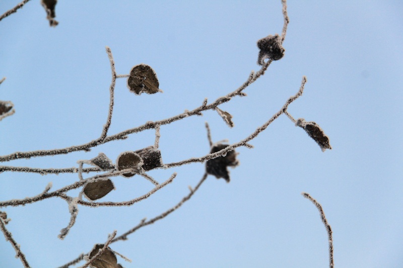 close-up, winter, frost, nature, clear sky, security, outdoors, plant, no people, cold temperature, low angle view, branch, 1080P, boundless, tranquility