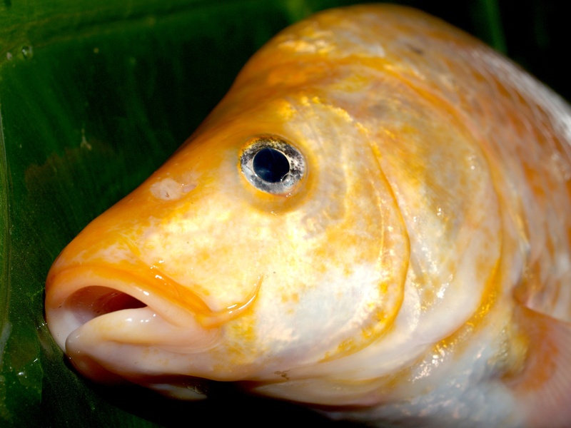 camouflag, focus on foreground, raw, 2K, chub, animal head, species, animal eye, disguise, carpio, cyprinus, ruff, rudd, wildlife, sea, perch, underwater